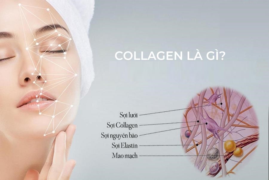 Collagen Là Gì? Tại Sao Nên Dùng Pada Beauty Collagen?